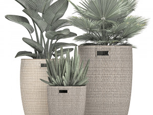 decorative plants in flower pots for the interior 480 3D 模型