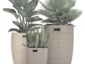 decorative plants in flower pots for the interior 480 3D Model