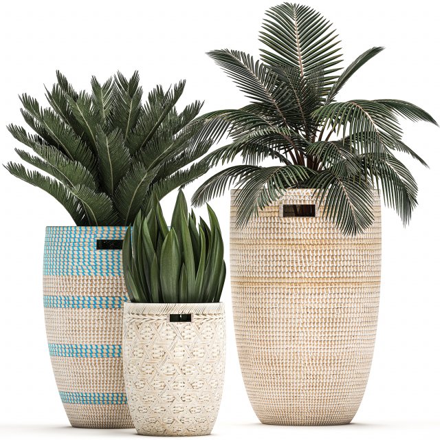 decorative plants in flower pots for the interior 481 3D Model .c4d .max .obj .3ds .fbx .stl .blend 