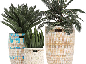 decorative plants in flower pots for the interior 481 3D Model