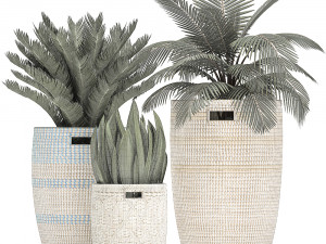 decorative plants in flower pots for the interior 481 3D Model
