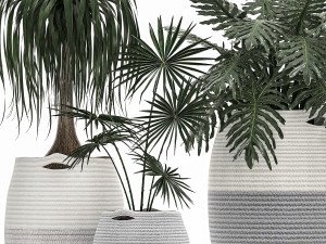 decorative plants in flower pots for the interior 482 Modèle 3D