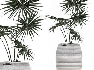 decorative plants in flower pots for the interior 482 Modèle 3D