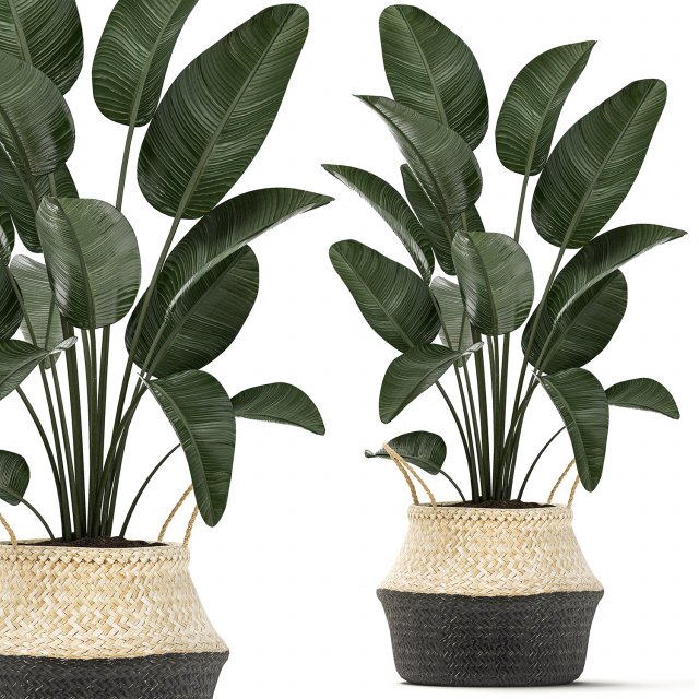 decorative plants in flower pots for the interior 483 3D Modell .c4d .max .obj .3ds .fbx .stl .blend 