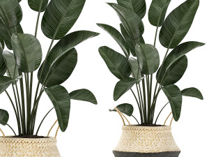 decorative plants in flower pots for the interior 483 3D Model