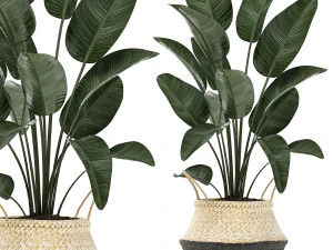 plantas decorativas em vasos de flores para o interior 483 Modelo 3D