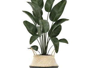 decorative plants in flower pots for the interior 483 3D Modell