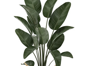 decorative plants in flower pots for the interior 483 3D Modell
