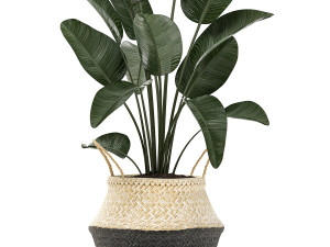 decorative plants in flower pots for the interior 483 3D Modell