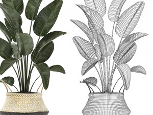 decorative plants in flower pots for the interior 483 3D Modell