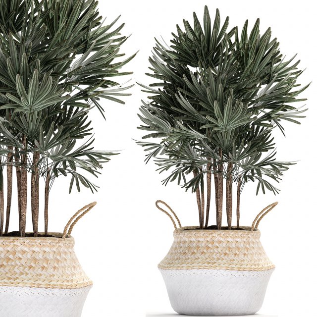 decorative palm tree in rattan basket for interior 484 3D मॉडल .c4d .max .obj .3ds .fbx .stl .blend 