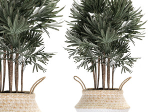 decorative palm tree in rattan basket for interior 484 3D Model