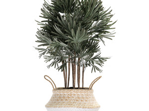 decorative palm tree in rattan basket for interior 484 3D मॉडल