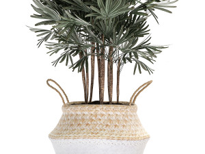 decorative palm tree in rattan basket for interior 484 3D मॉडल
