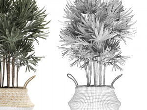 decorative palm tree in rattan basket for interior 484 3D मॉडल