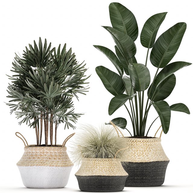 decorative plants in flower pots for the interior 485 Model 3D .c4d .max .obj .3ds .fbx .stl .blend 