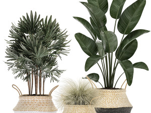 decorative plants in flower pots for the interior 485 3D 모델