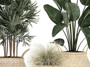 decorative plants in flower pots for the interior 485 Model 3D