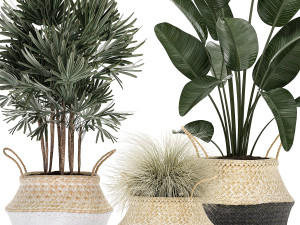 decorative plants in flower pots for the interior 485 Model 3D