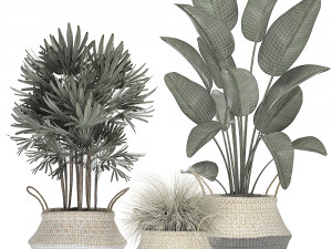 decorative plants in flower pots for the interior 485 Model 3D