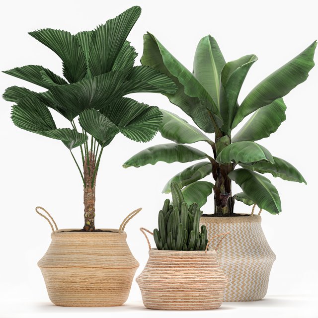 decorative plants in flower pots for the interior 486 3D Model .c4d .max .obj .3ds .fbx .stl .blend 