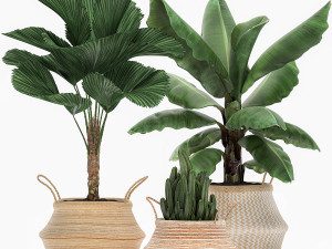 decorative plants in flower pots for the interior 486 Modelo 3D