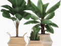 decorative plants in flower pots for the interior 486 3D 模型