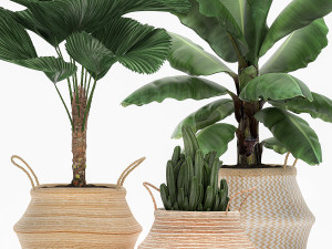decorative plants in flower pots for the interior 486 3D Model