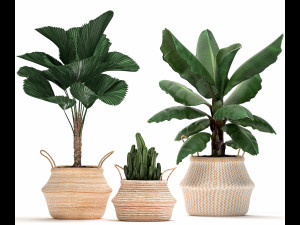 decorative plants in flower pots for the interior 486 3D Model