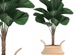 decorative plants in flower pots for the interior 486 3D Model