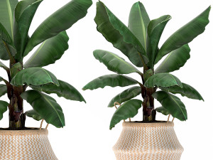 decorative plants in flower pots for the interior 486 3D Model
