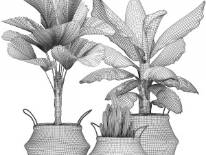 decorative plants in flower pots for the interior 486 3D Model