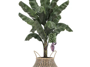 decorative banana tree in a basket for the interior 487 3D Model