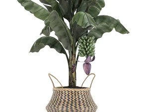 decorative banana tree in a basket for the interior 487 3D Model