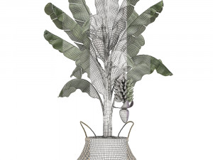 decorative banana tree in a basket for the interior 487 3D 模型