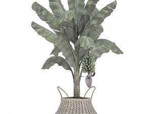 decorative banana tree in a basket for the interior 487 3D 模型