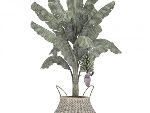decorative banana tree in a basket for the interior 487 3D Model