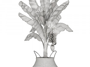 decorative banana tree in a basket for the interior 487 3D 模型