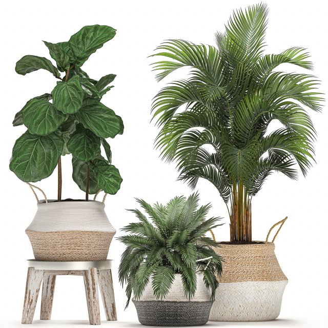 decorative banana tree in a basket for the interior 488 3D Model .c4d .max .obj .3ds .fbx .stl .blend 