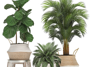 decorative banana tree in a basket for the interior 488 3D 模型