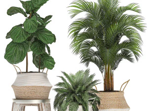 decorative banana tree in a basket for the interior 488 3D Model