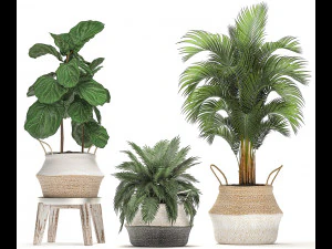 decorative banana tree in a basket for the interior 488 3D Model