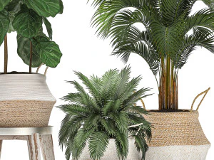 decorative banana tree in a basket for the interior 488 3D Model