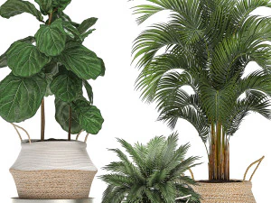 decorative banana tree in a basket for the interior 488 3D Model