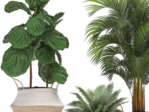 decorative banana tree in a basket for the interior 488 3D Model