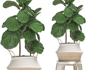 decorative banana tree in a basket for the interior 488 3D Model