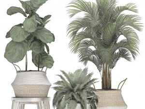 decorative banana tree in a basket for the interior 488 3D Model