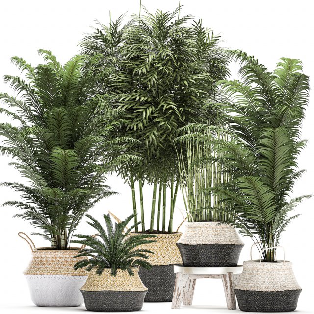 decorative plants in a basket for the interior 489 Modello 3D .c4d .max .obj .3ds .fbx .stl .blend 