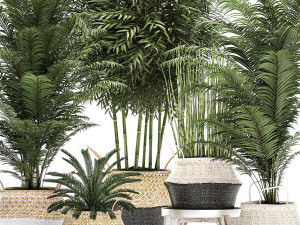 decorative plants in a basket for the interior 489 Modello 3D