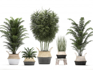 decorative plants in a basket for the interior 489 Modello 3D